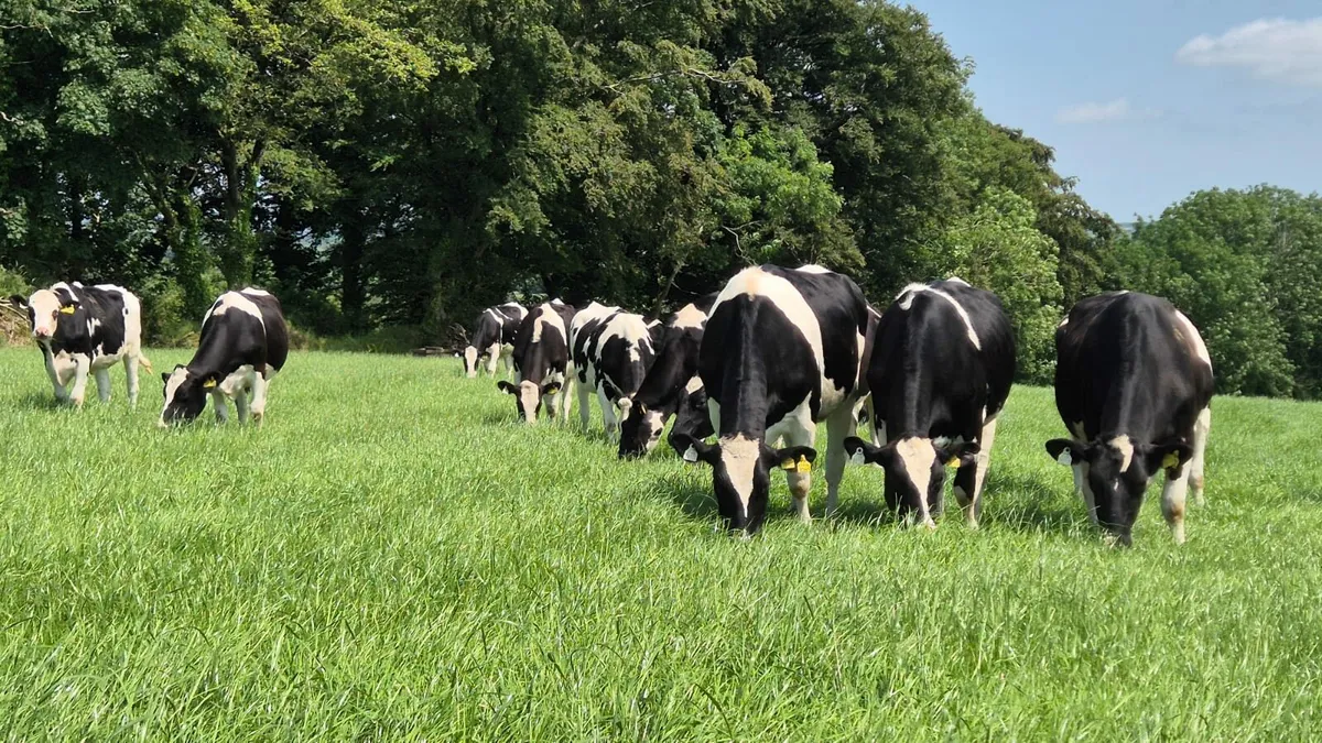 Fresh Calved and Incalf Heifers