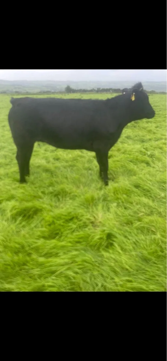 Heifers - Image 3