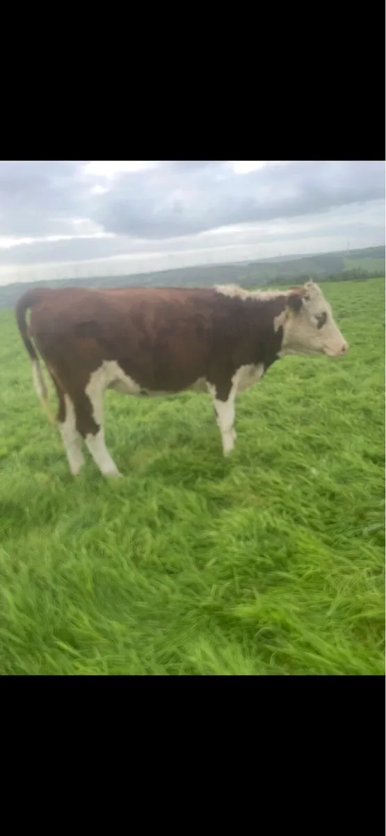 Heifers - Image 4