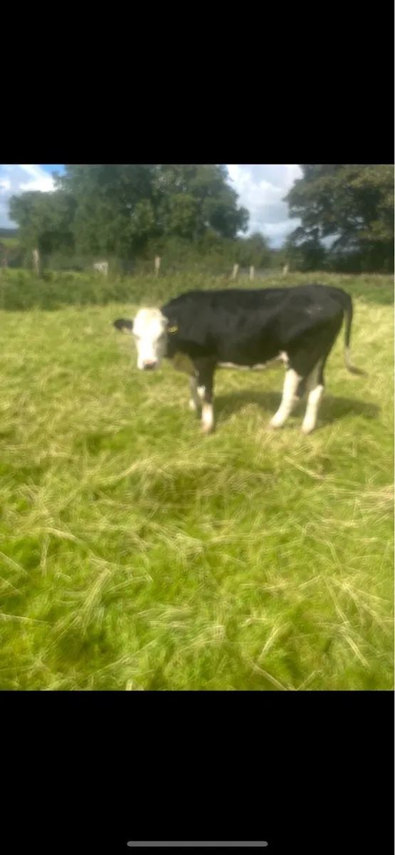 Heifers - Image 2