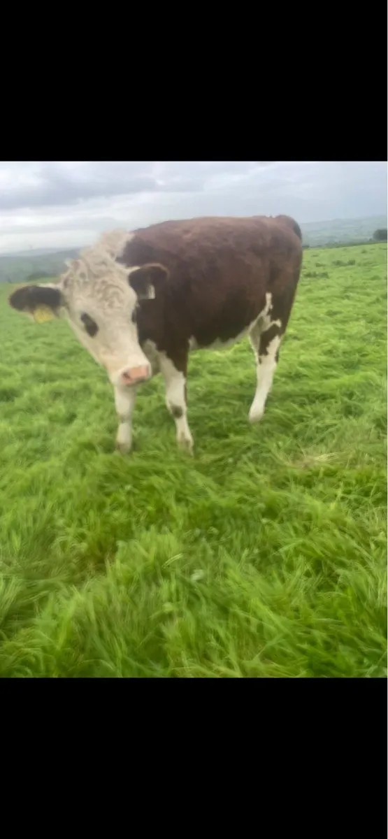 Heifers - Image 1