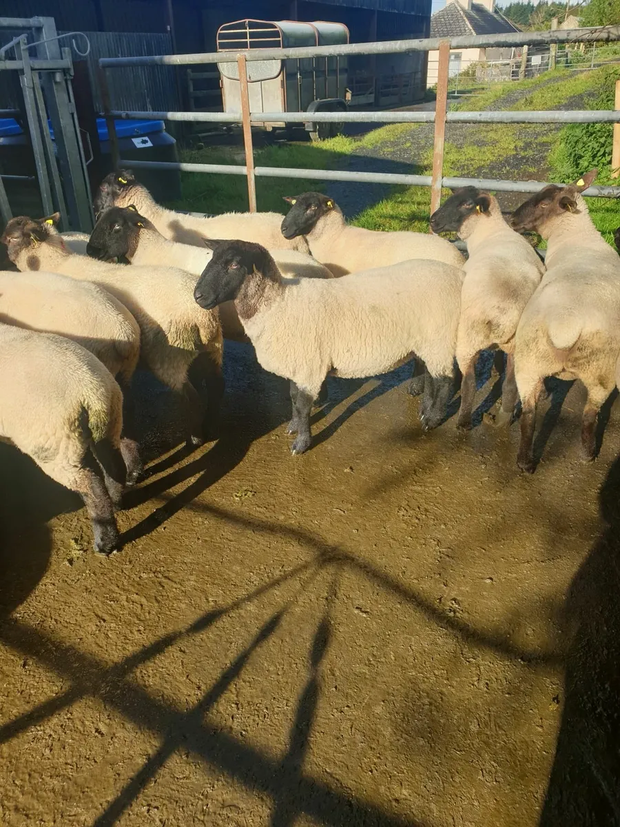 Sheep - Image 2