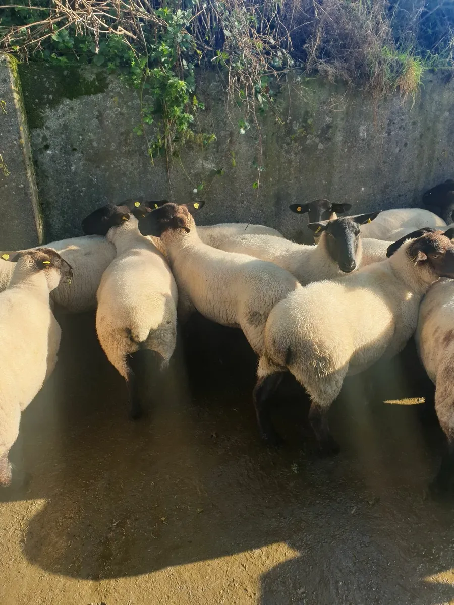 Sheep - Image 4