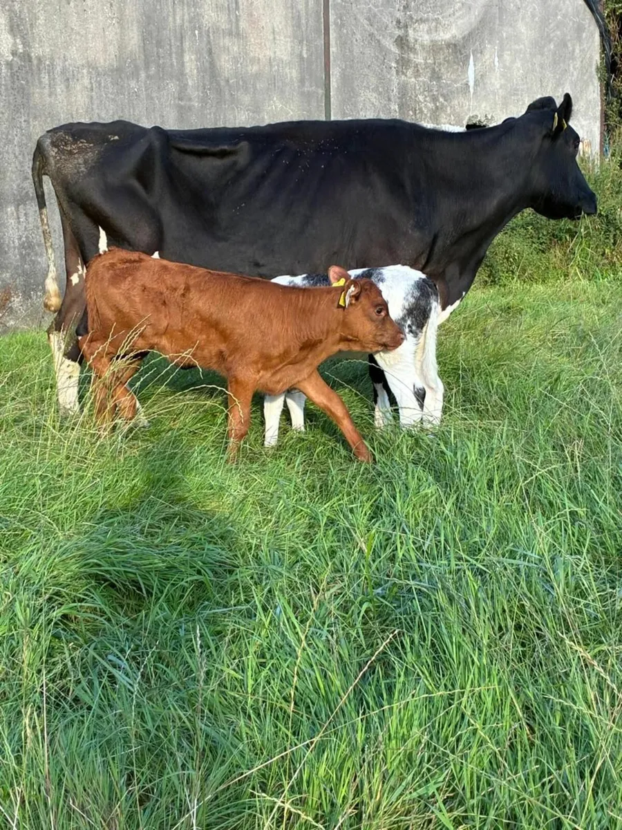 Cow and 2 calves - Image 1