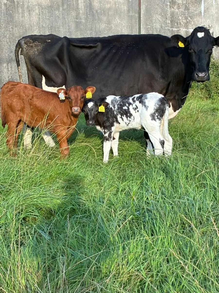 Cow and 2 calves - Image 2