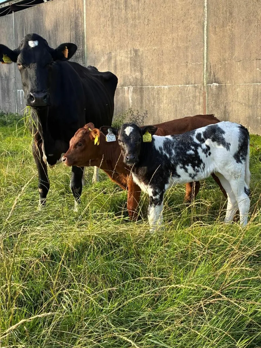 Cow and 2 calves - Image 3