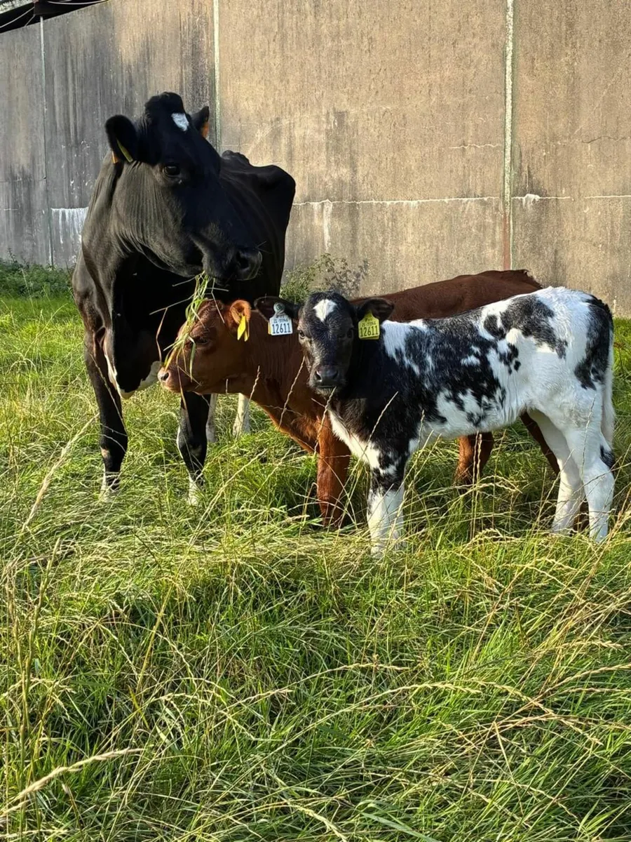 Cow and 2 calves - Image 4