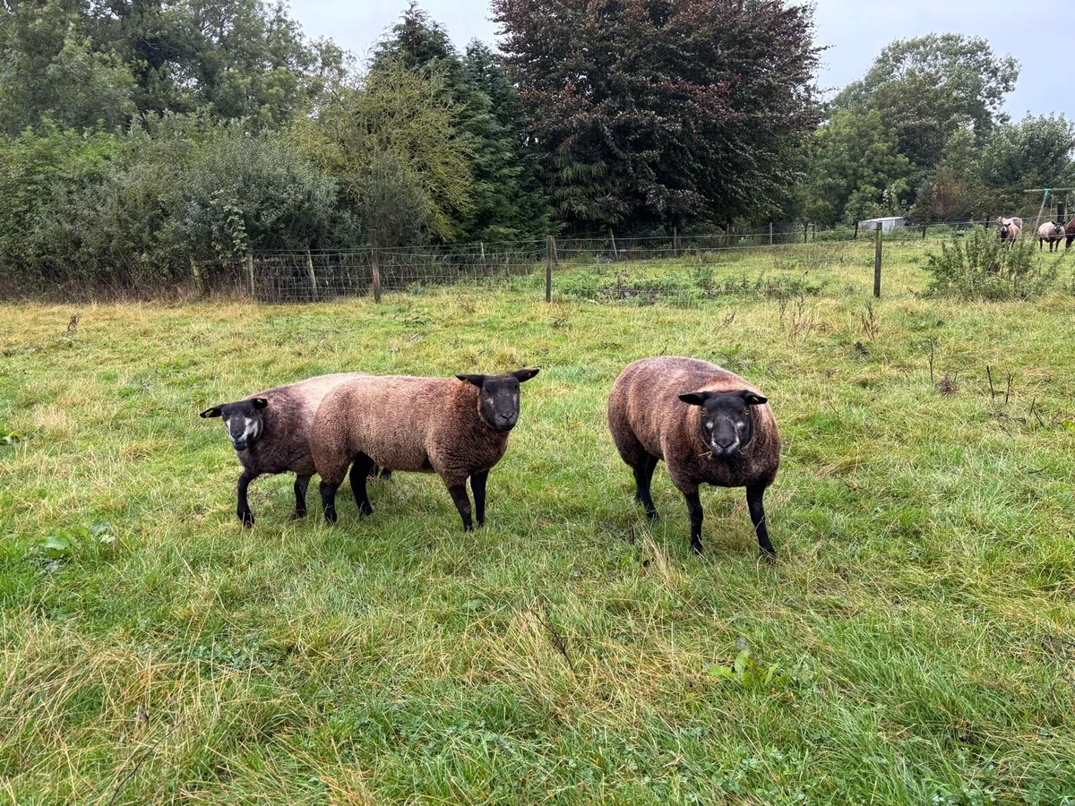 Blue texel Hoggets - Image 1