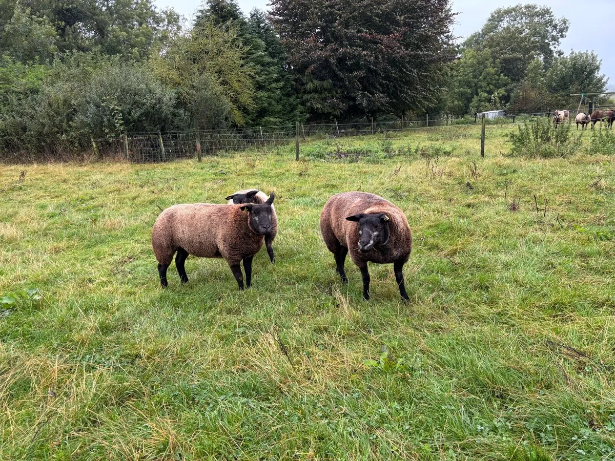 Blue texel Hoggets - Image 2