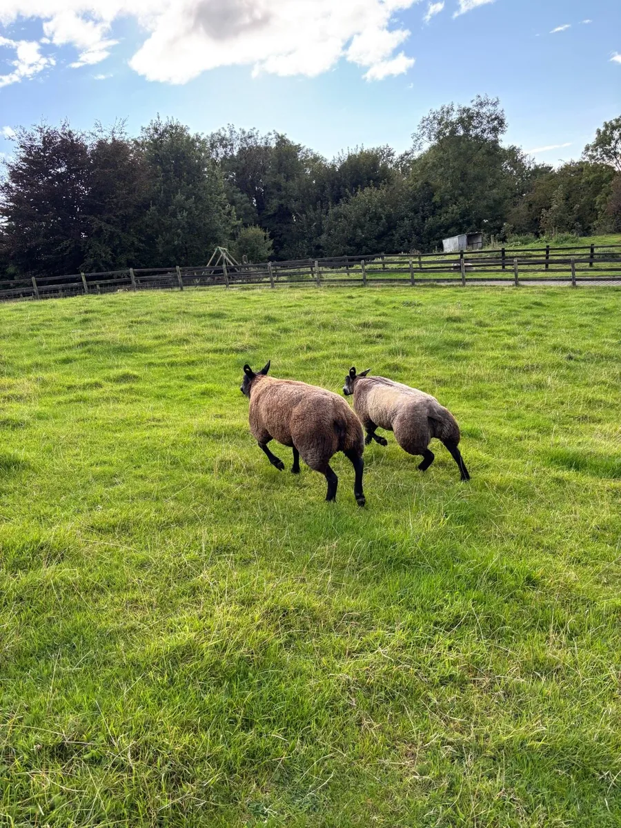 Blue texel Hoggets - Image 3