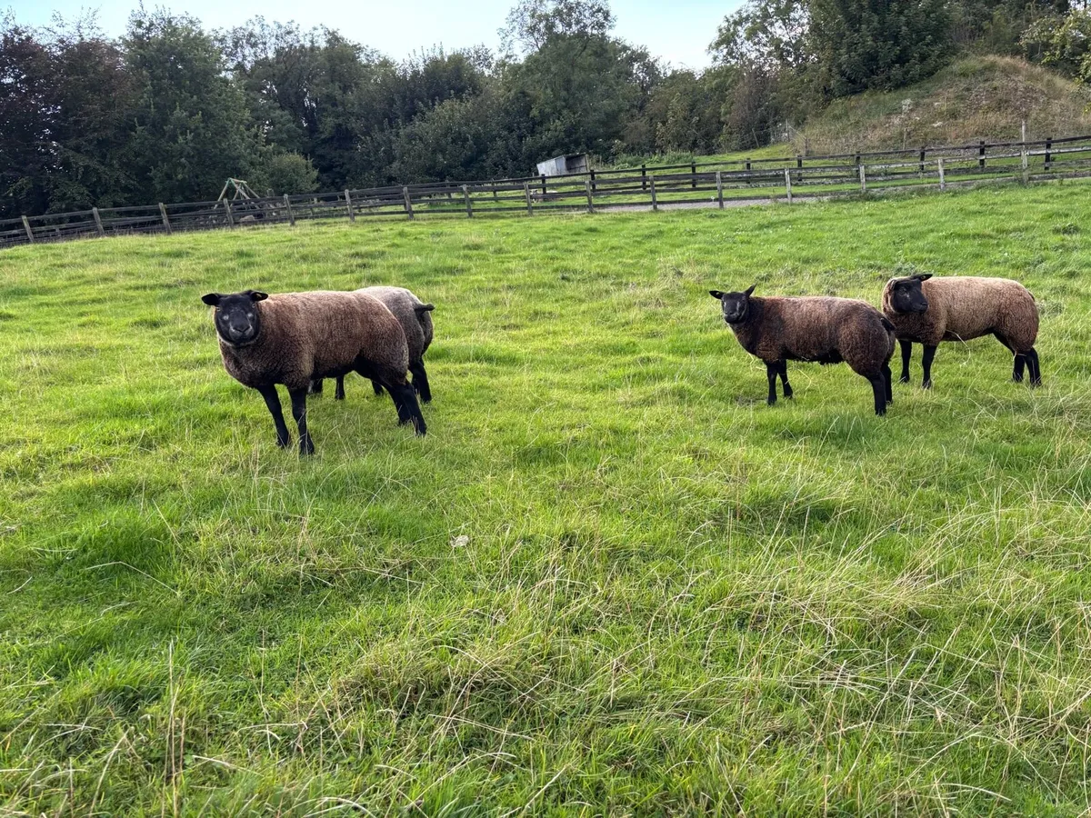 Blue texel Hoggets - Image 4
