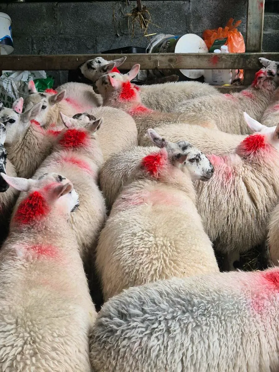 Brockie ewe lambs - Image 2