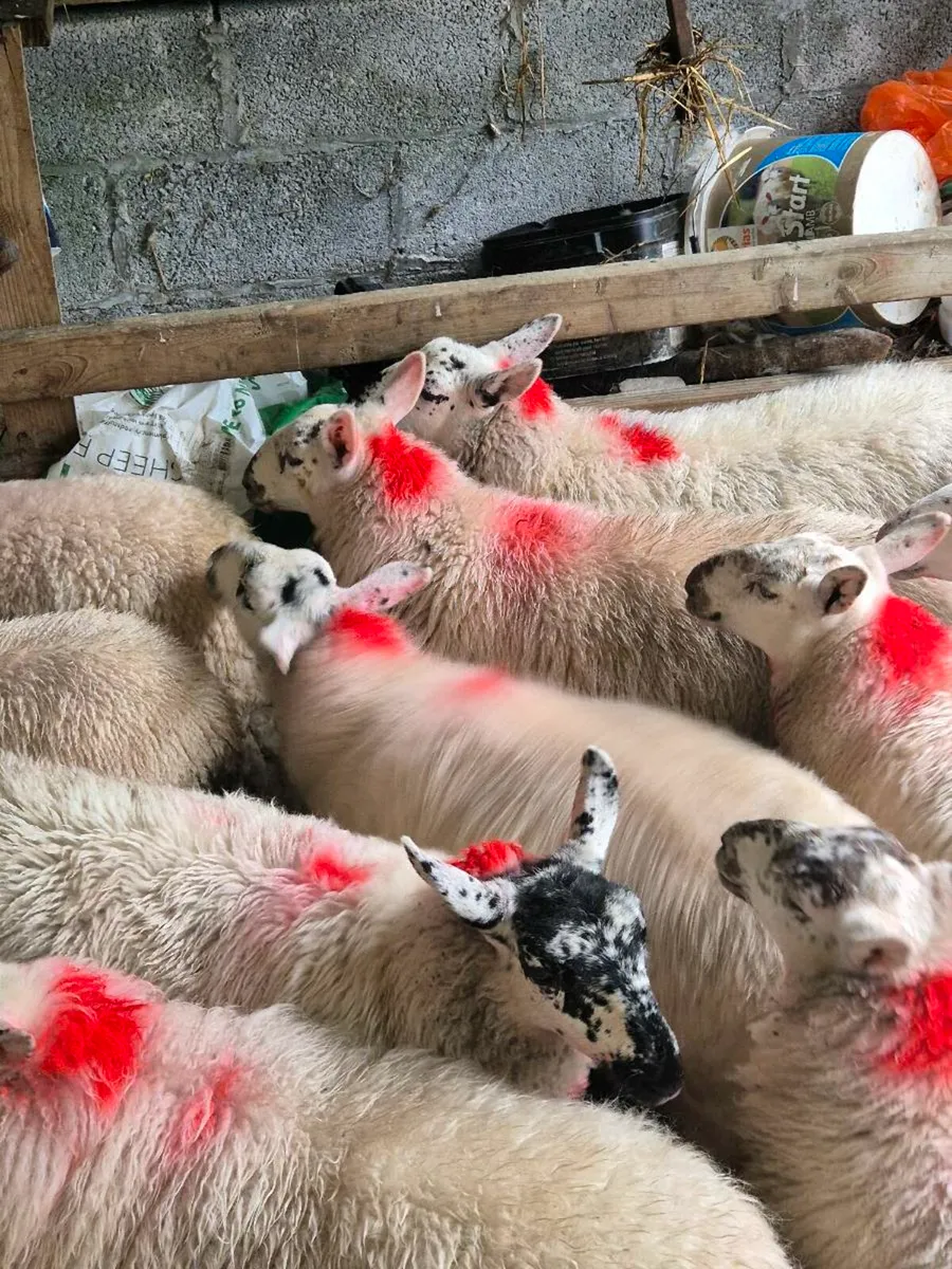 Brockie ewe lambs - Image 4