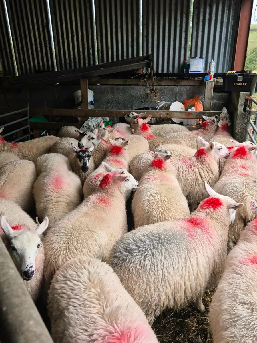 Brockie ewe lambs - Image 1