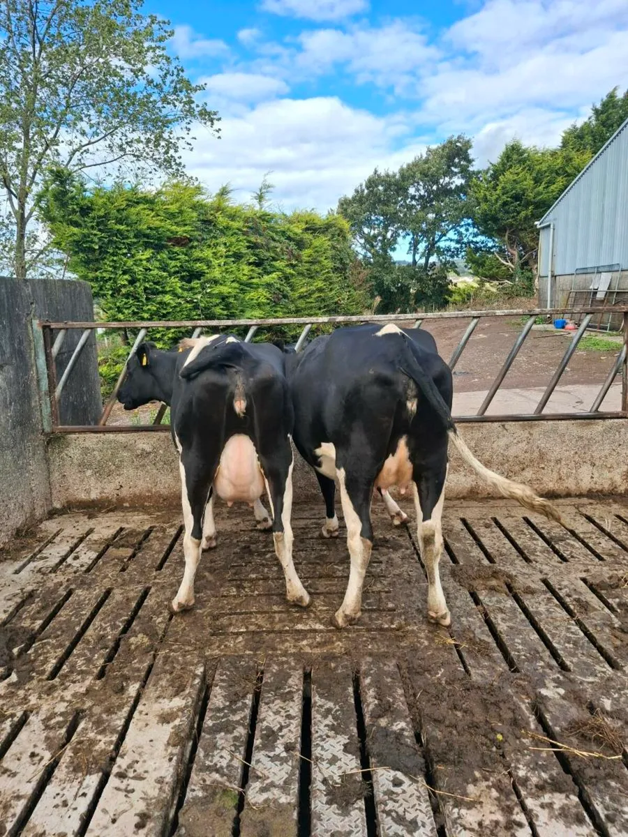 Two Fr Heifers close to calving - Image 1