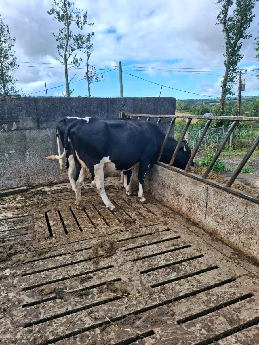 Two Fr Heifers close to calving - Image 2