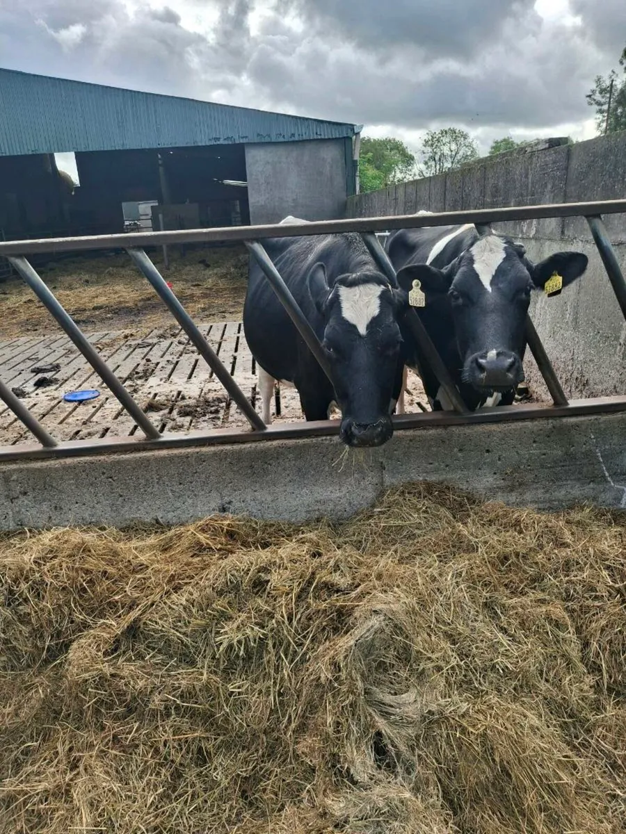 Two Fr Heifers close to calving - Image 3