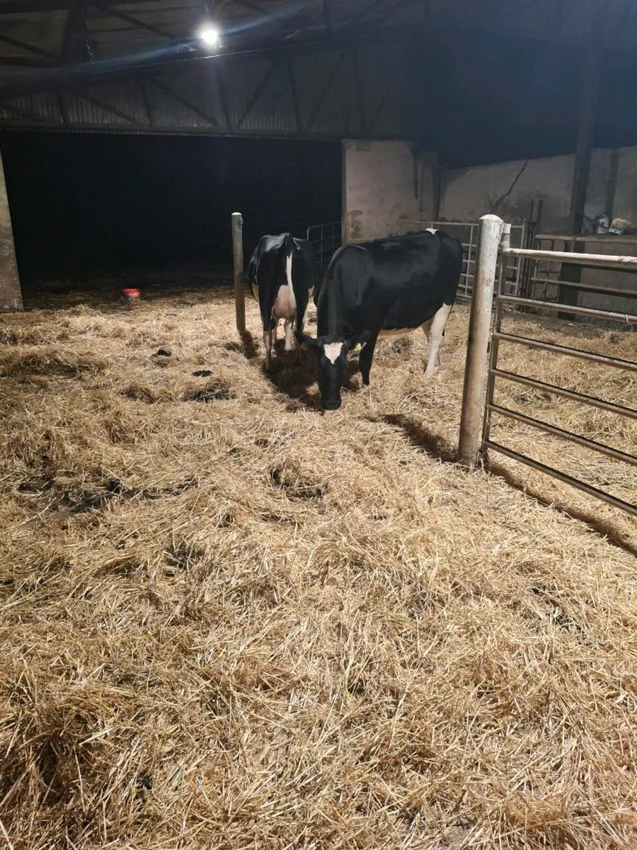 Two Fr Heifers close to calving - Image 4