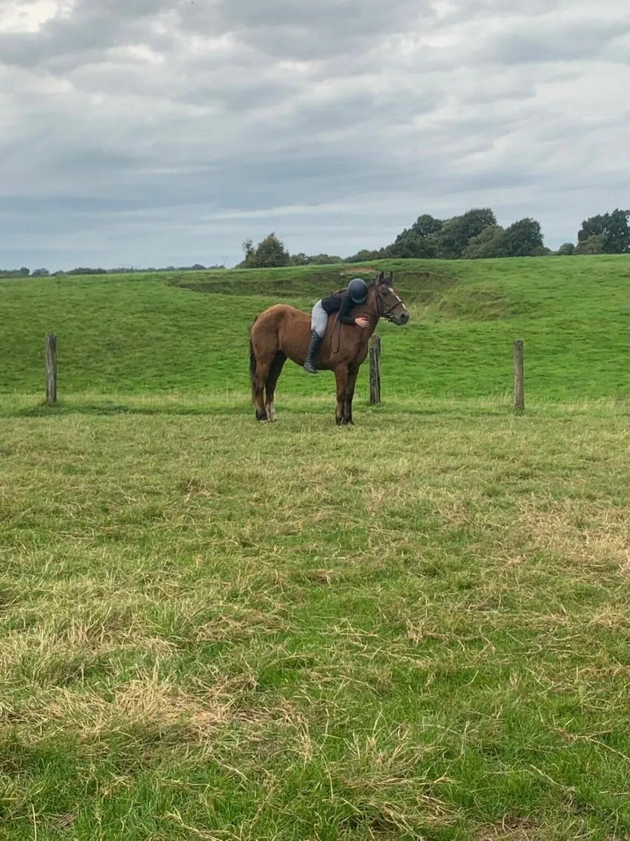 Pony for sale - Image 2