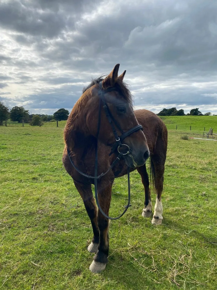 Pony for sale - Image 4