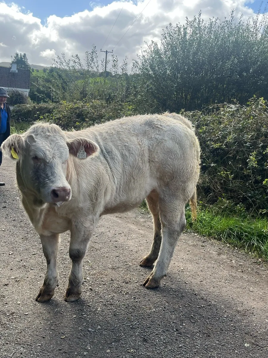Purebred 5 star charlaois heifer - Image 1