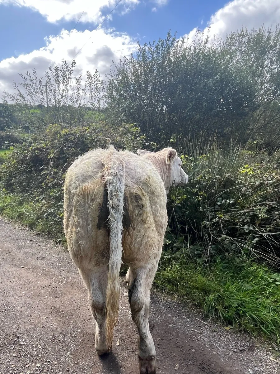 Purebred 5 star charlaois heifer - Image 2