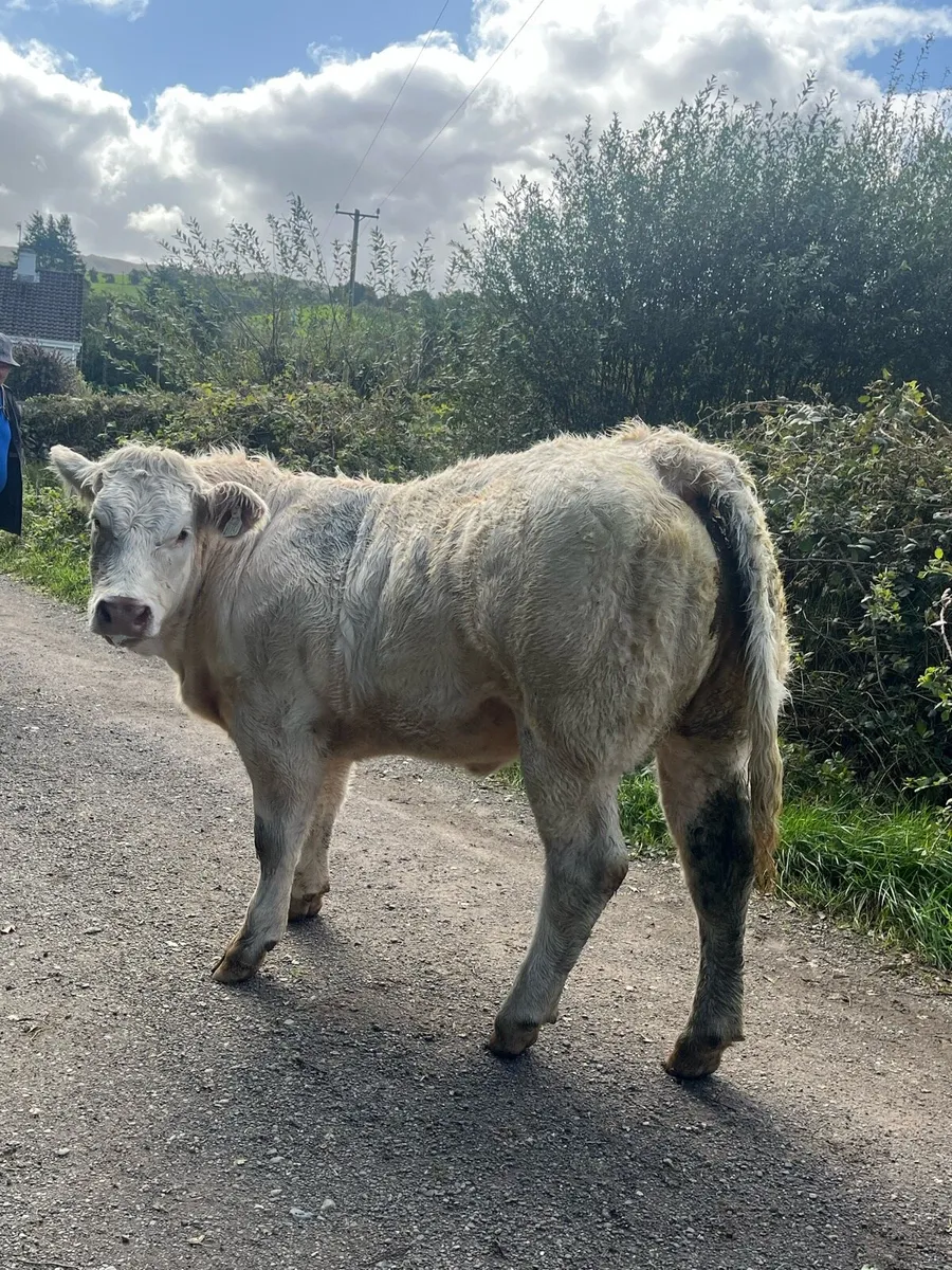 Purebred 5 star charlaois heifer - Image 3