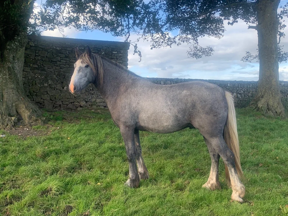 3 Yrs old cob Gelding - Image 1