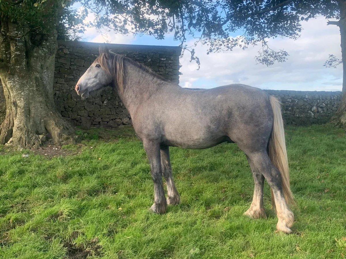 3 Yrs old cob Gelding - Image 2