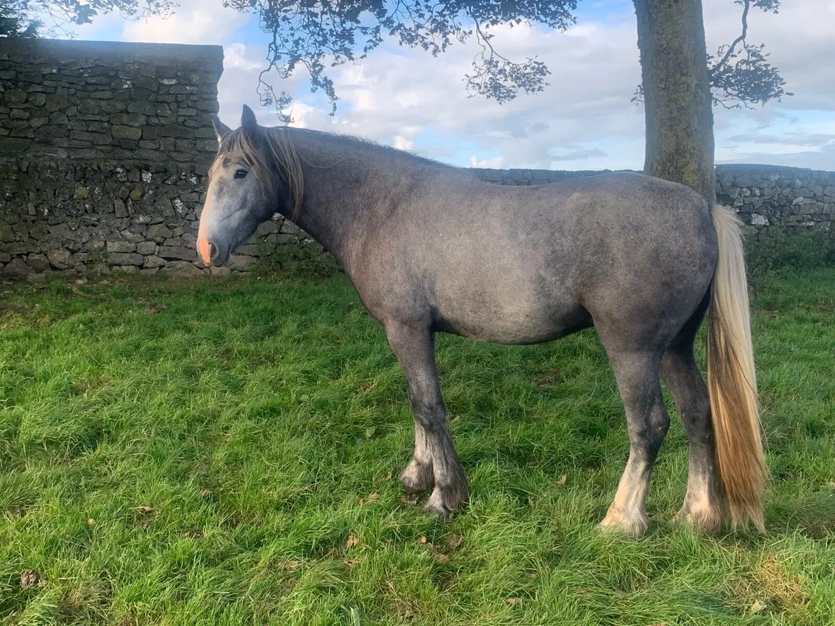 3 Yrs old cob Gelding - Image 3