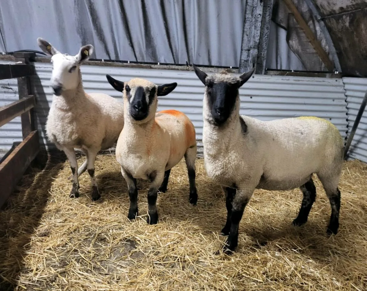 TIPPED HOGGETS - Image 2