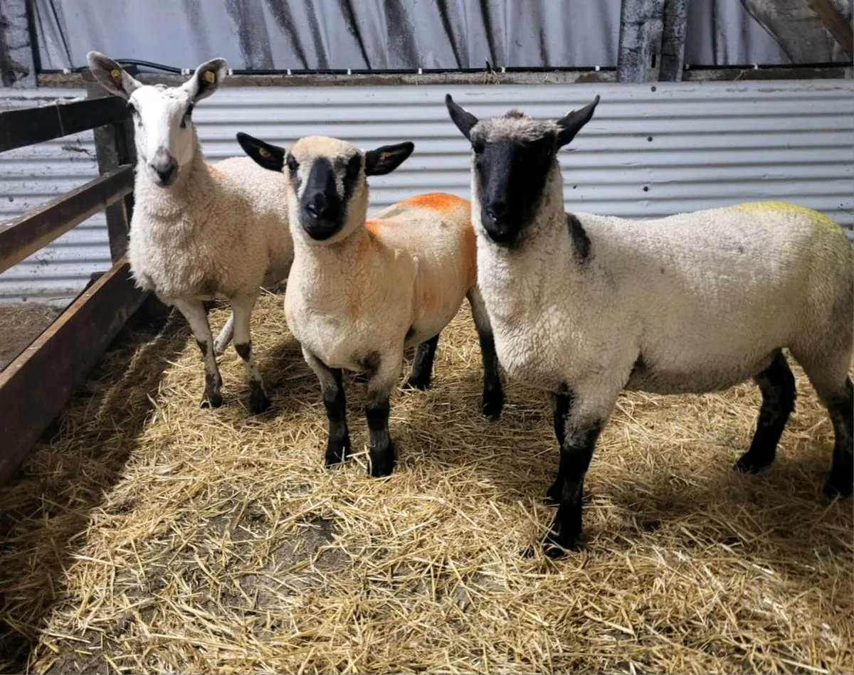 TIPPED HOGGETS - Image 3