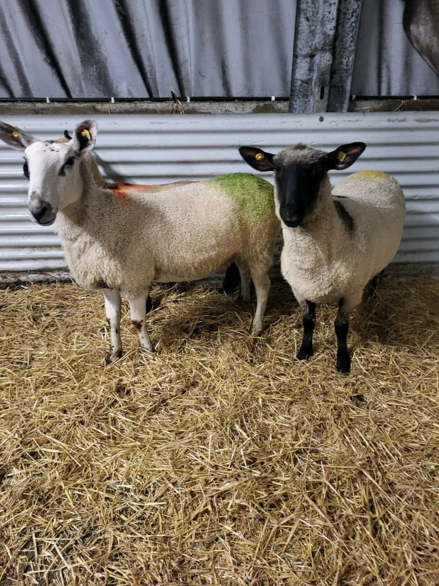 TIPPED HOGGETS - Image 4
