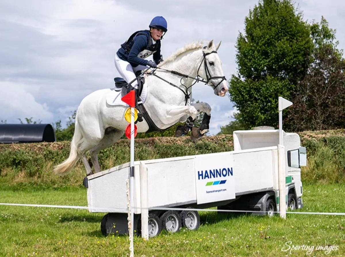 All rounder/ Event horse - Image 1