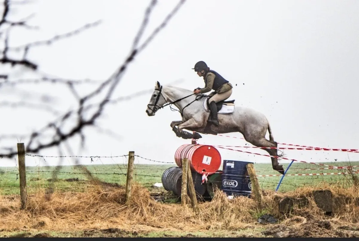 All rounder/ Event horse - Image 3