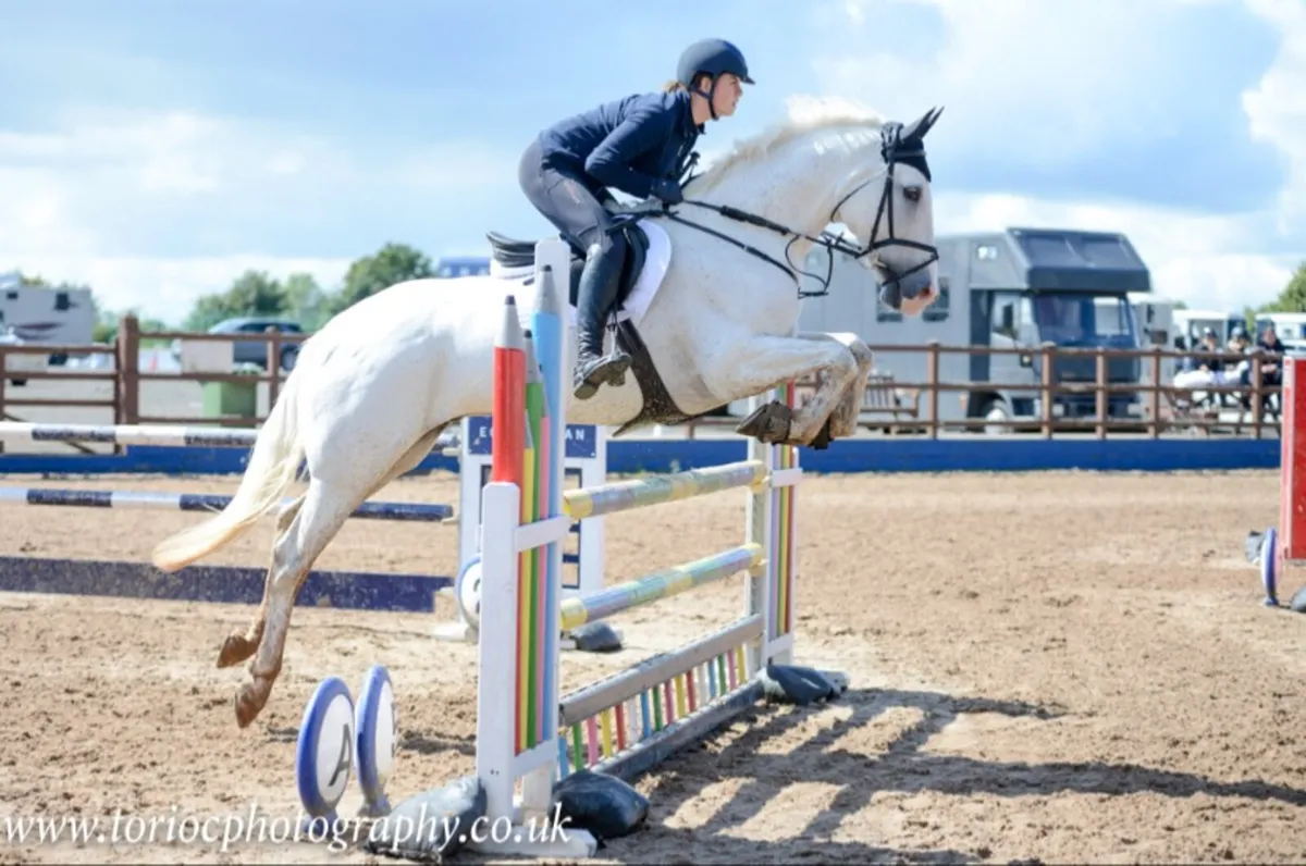 All rounder/ Event horse - Image 4