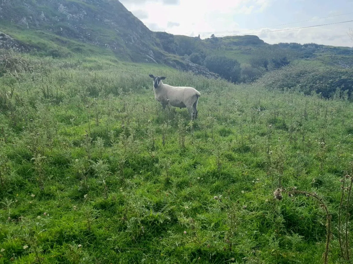 Ram - Image 2