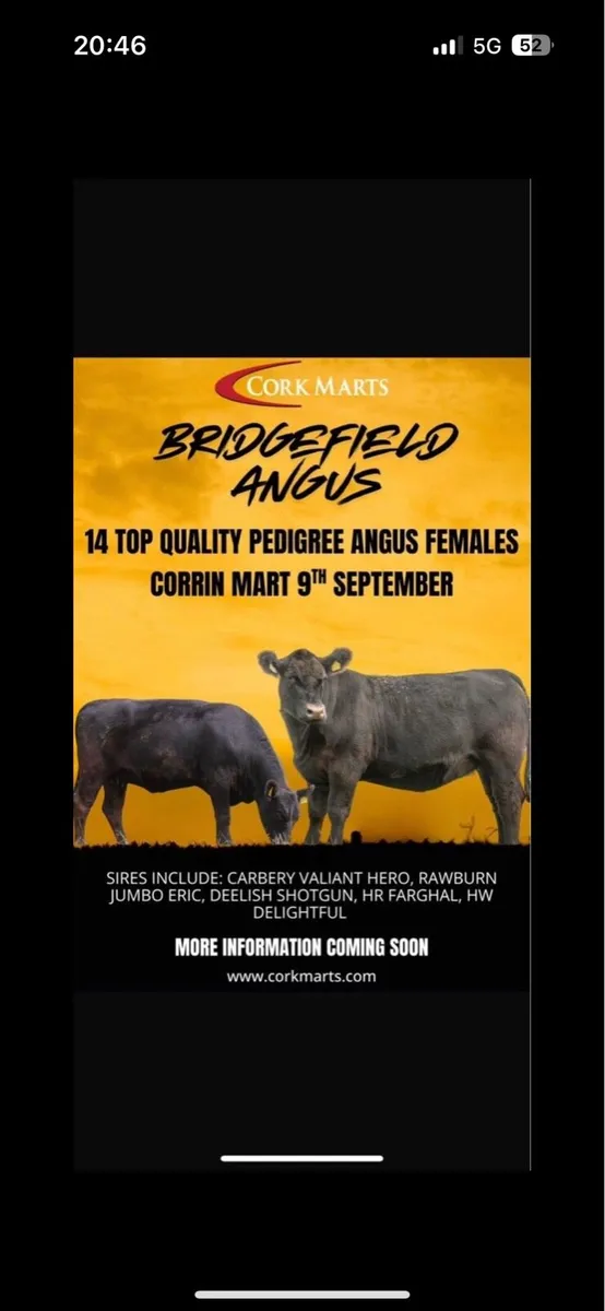 14 Quality Pedigree Aberdeen Angus Heifers - Image 1