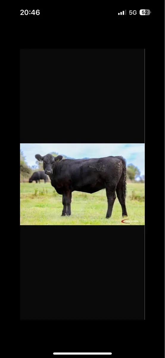 14 Quality Pedigree Aberdeen Angus Heifers - Image 2