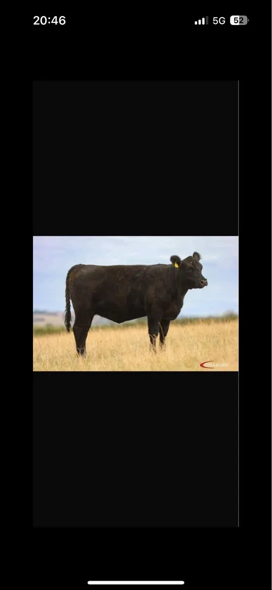 14 Quality Pedigree Aberdeen Angus Heifers - Image 3