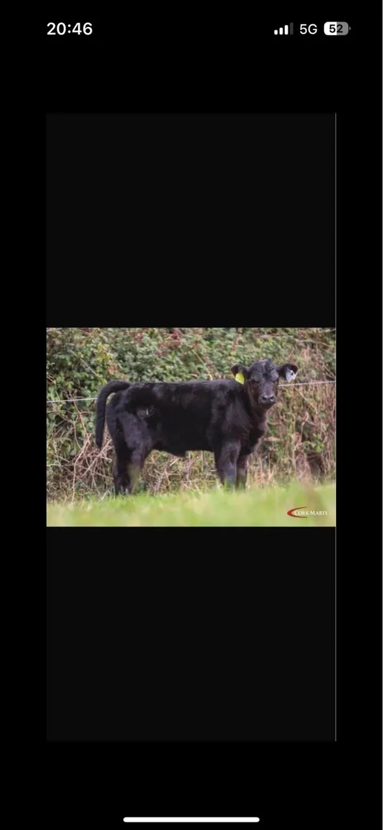 14 Quality Pedigree Aberdeen Angus Heifers - Image 4