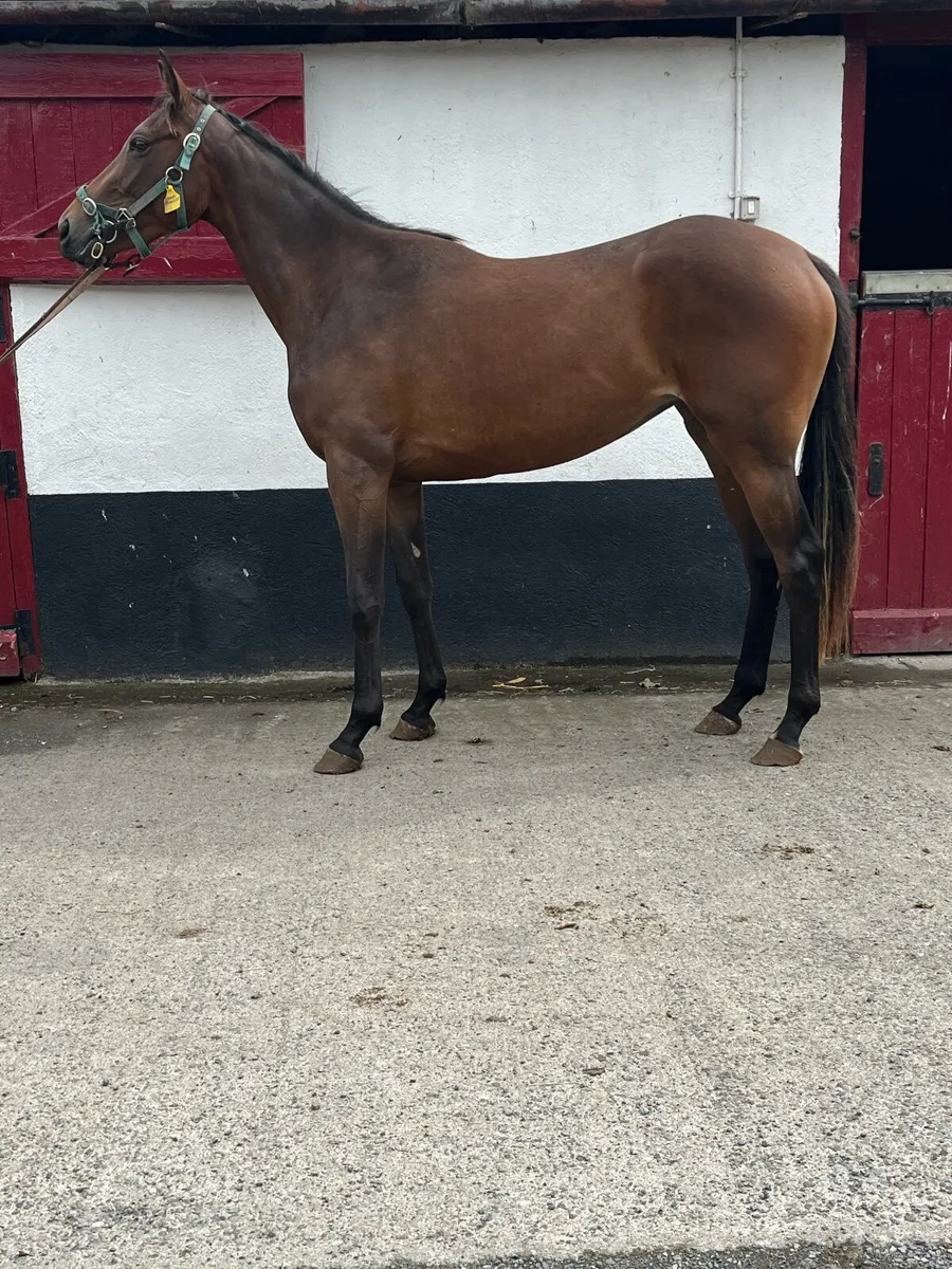 2 year old filly by Fascinating Rock