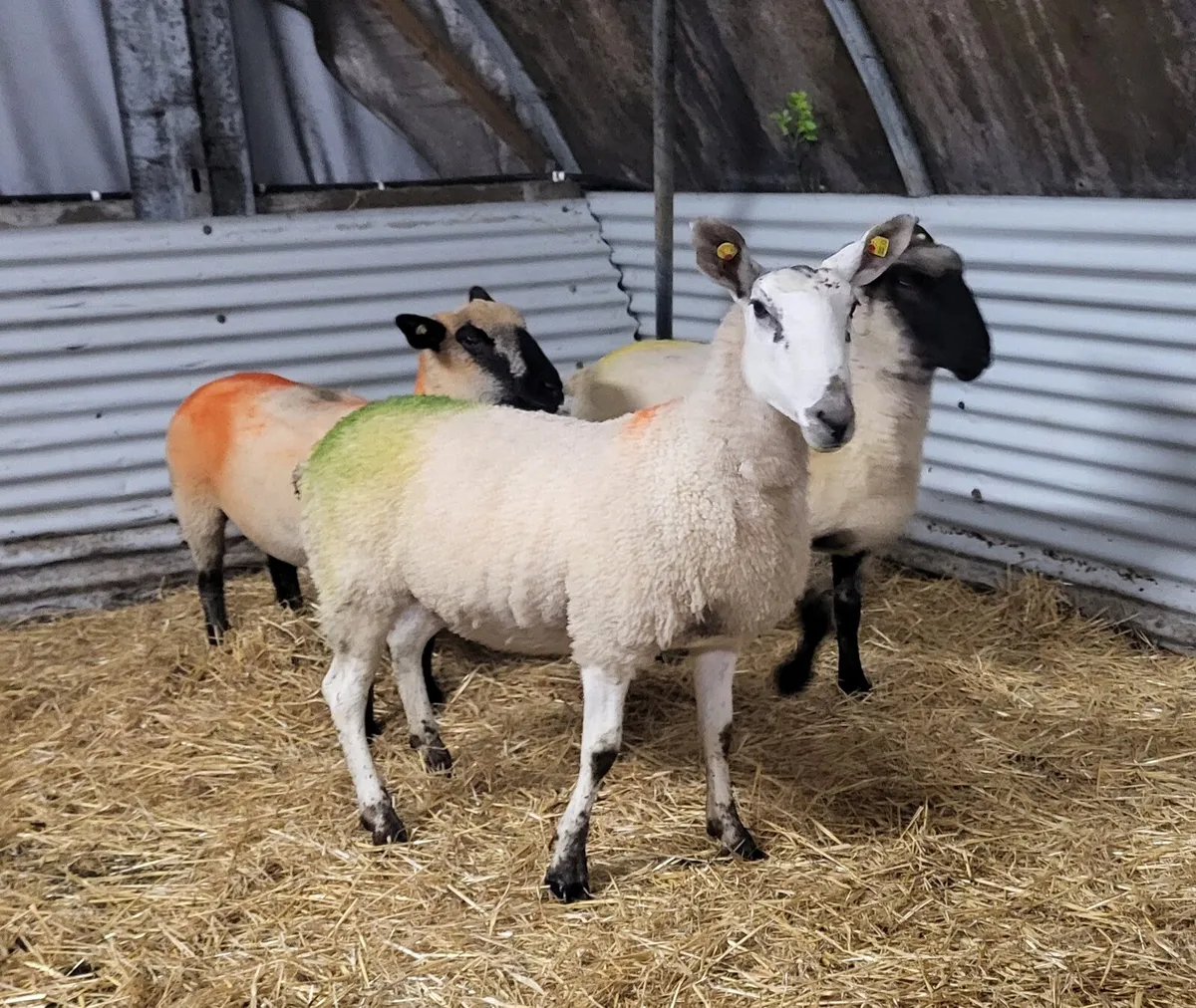 TIPPED HOGGETS - Image 1