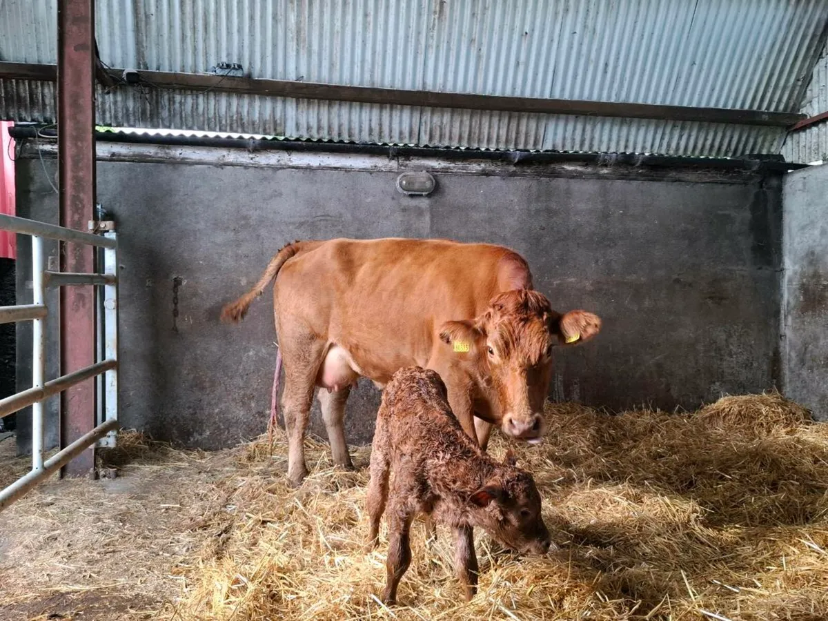 Super quality first calver freshly calved - Image 2