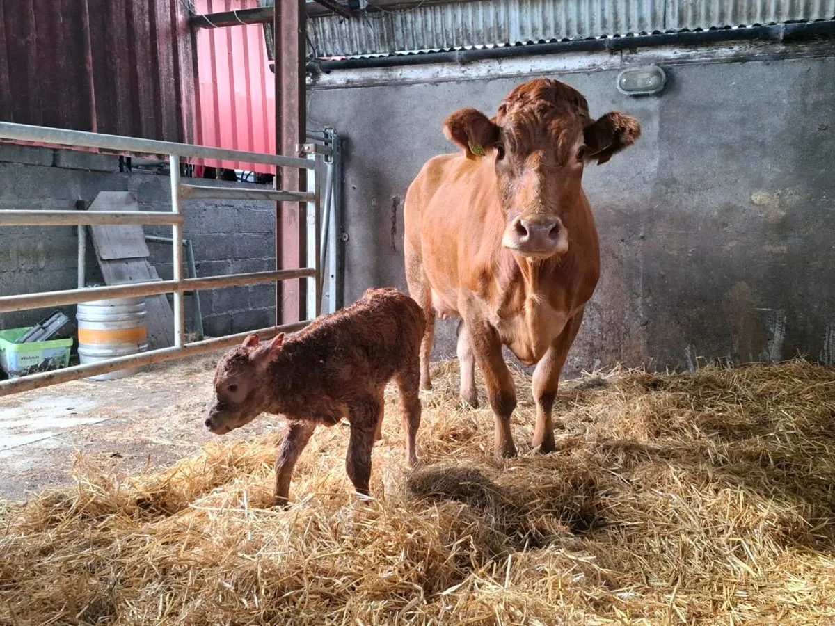 Super quality first calver freshly calved - Image 3