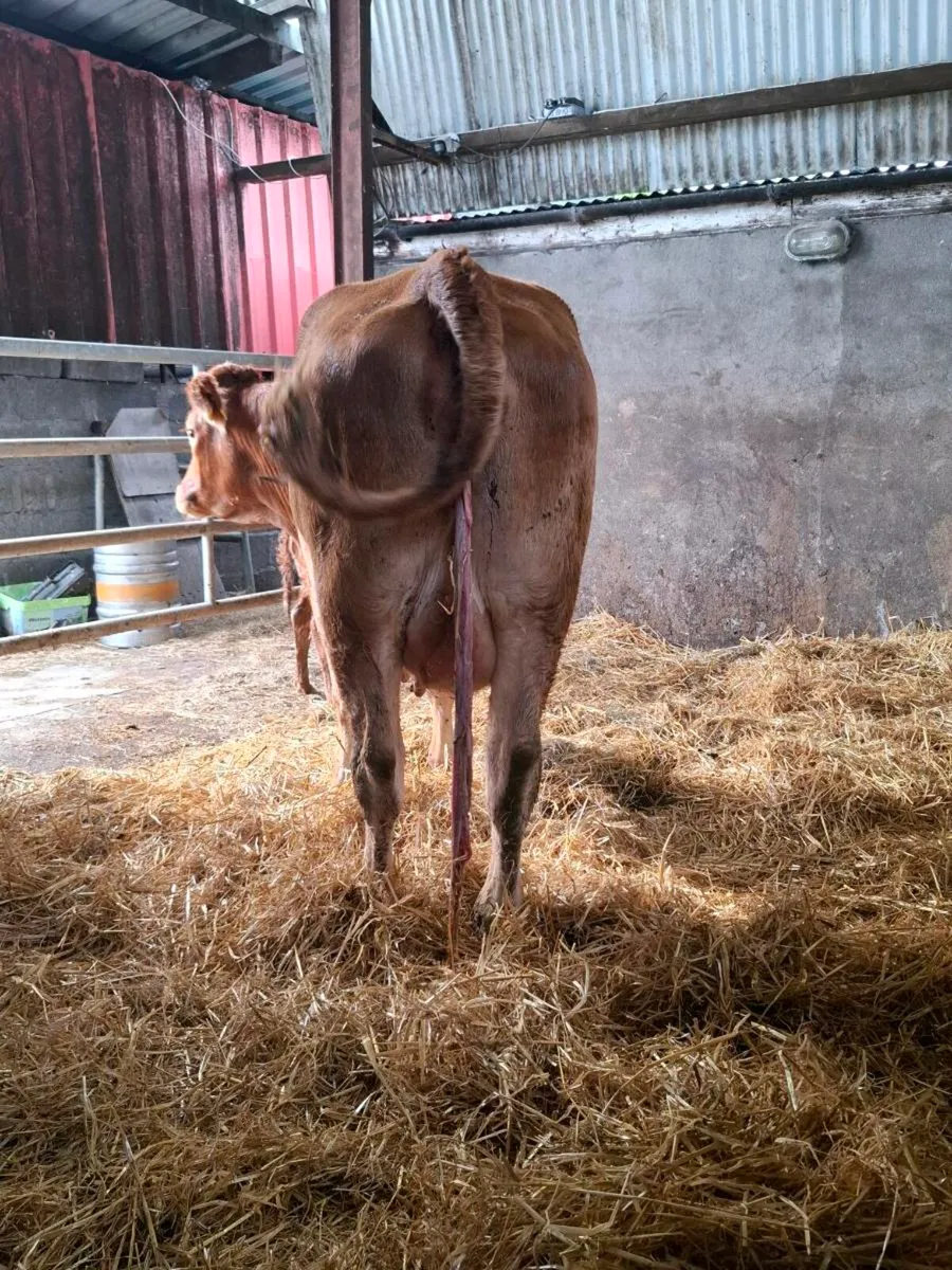 Super quality first calver freshly calved - Image 4