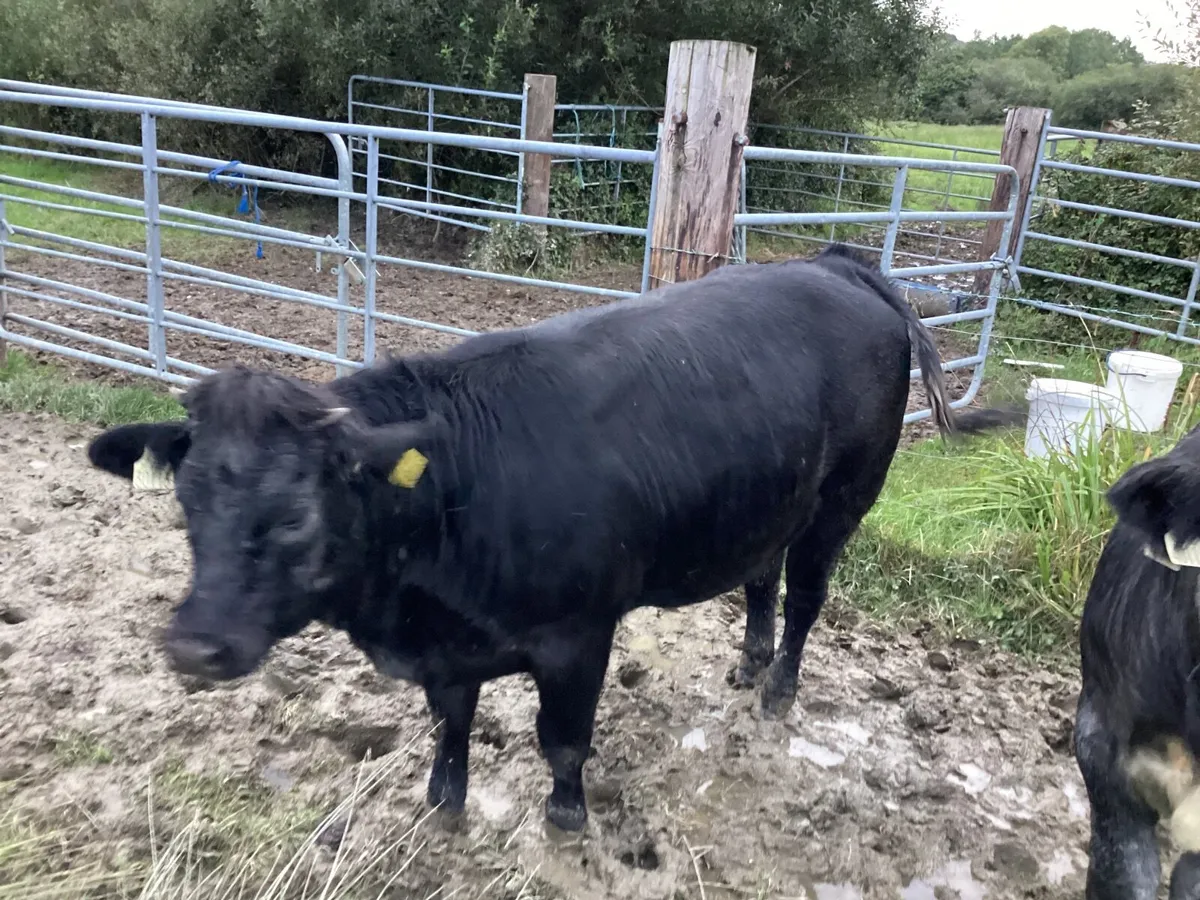 Cattle - Image 1