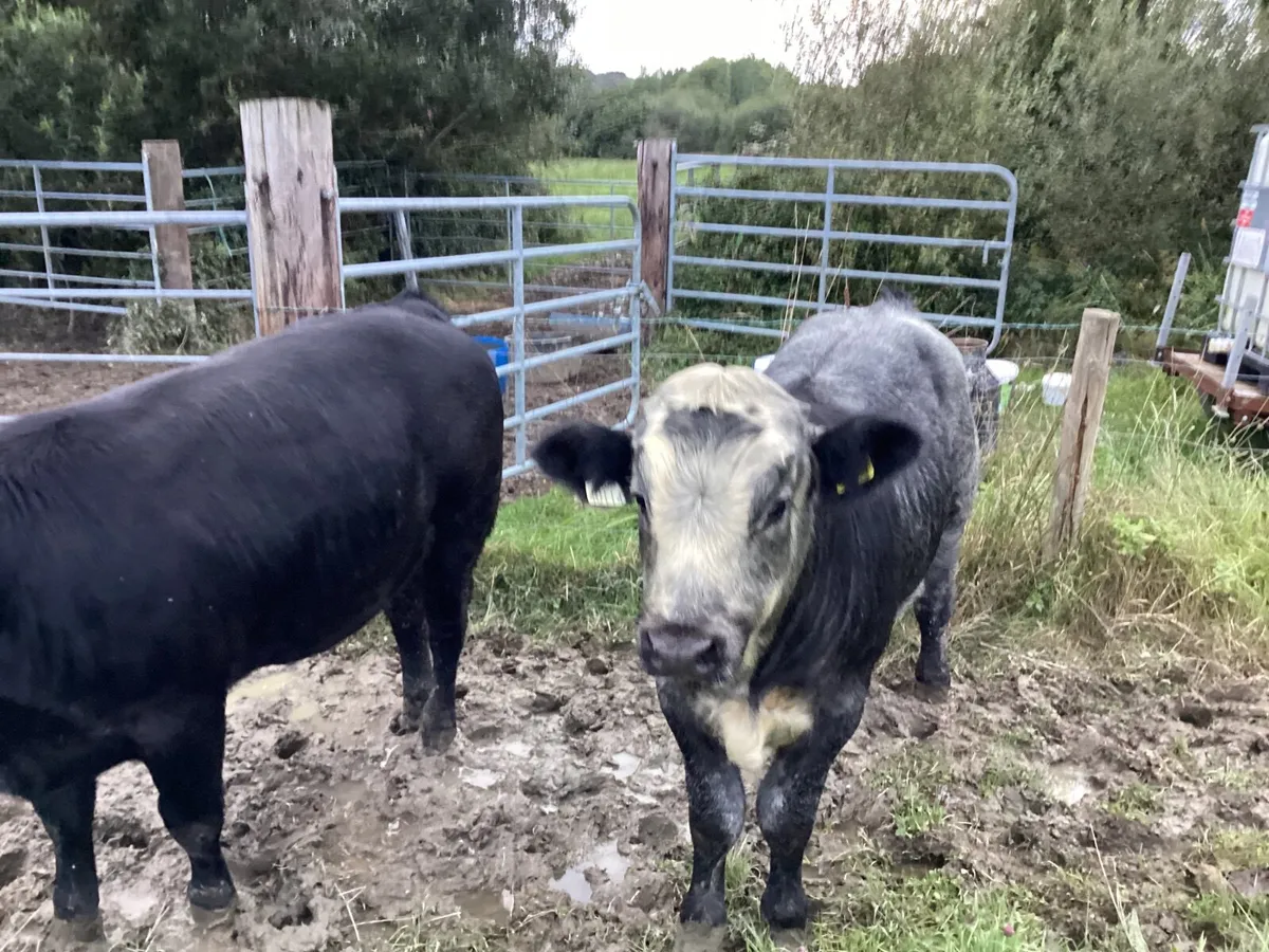 Cattle - Image 3