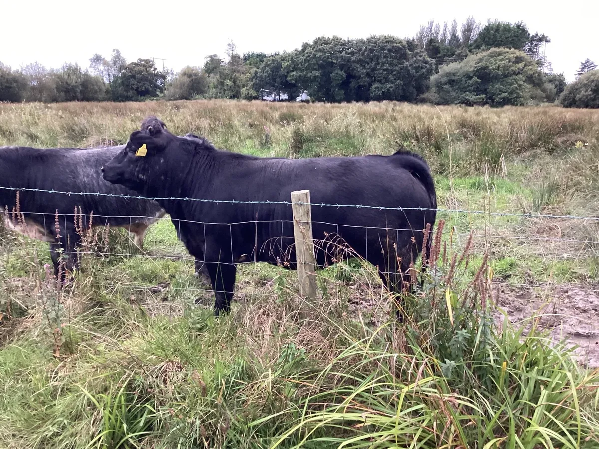 Cattle - Image 4