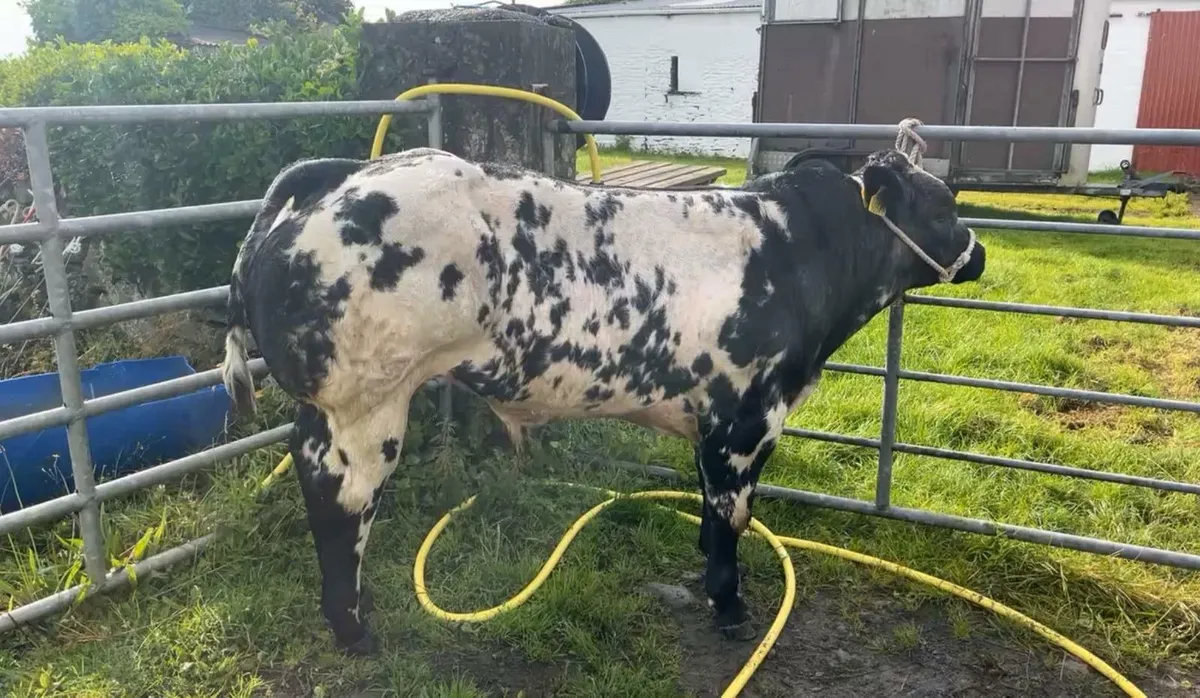 Smashing bull weanling going to Kilrush show and s - Image 4